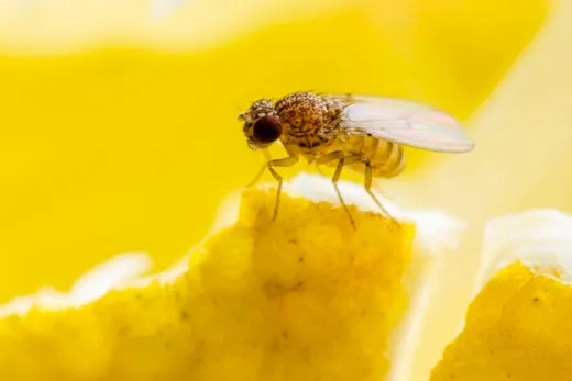 Avez Vous Remarqué Les Mouches À Fruits Envahissent Nos Maisons Sans Prévenir