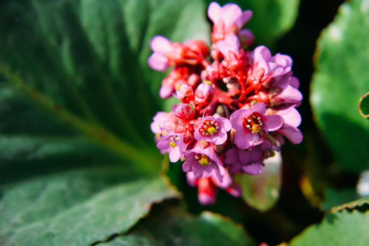 Bergenia 