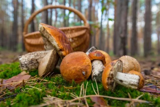 Besoin De Conserver Des Champignons Frais Voici La Solution Parfaite !