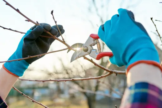 Ces Arbres Que Vous Avez Dans Votre Jardin Méritent Une Taille En Novembre !