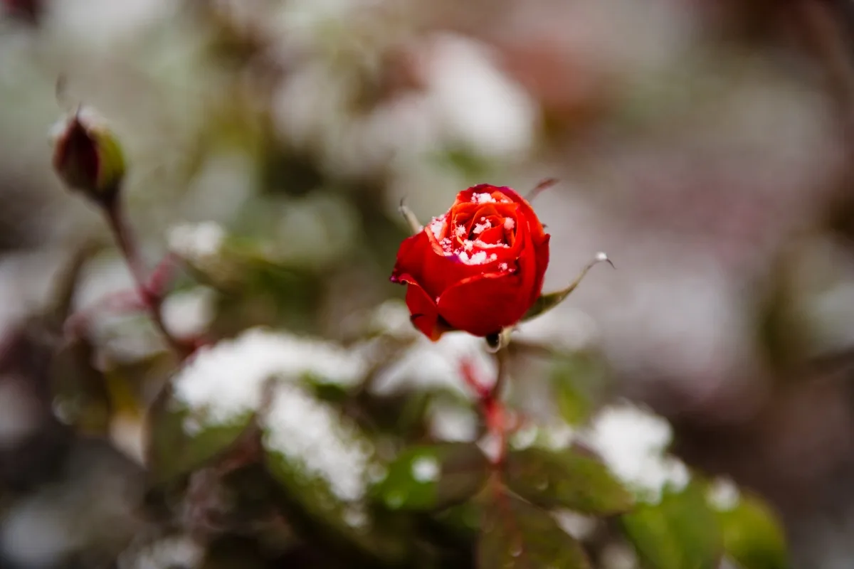 Donnez Un Coup De Pouce À Vos Rosiers Pour Passer L'hiver !