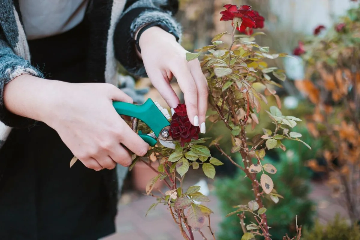 Et Si Vous Pensiez à Tailler Vos Rosiers En Novembre