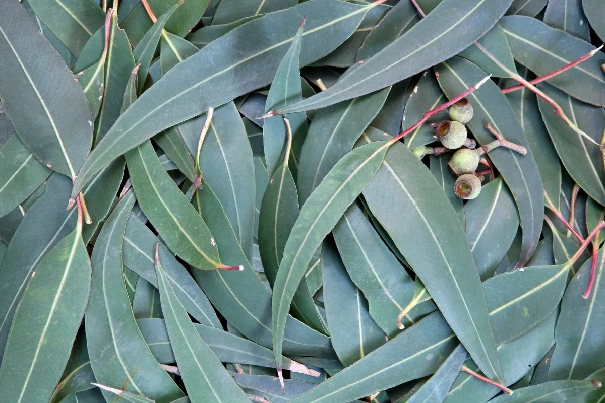 Eucalyptus