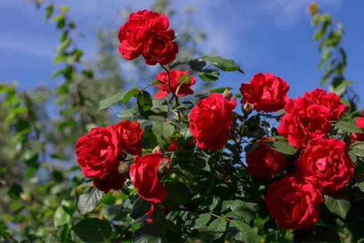 Faites Le Bon Choix De Rosier Pour Votre Jardin D’ornement