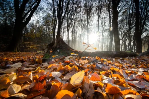 Feuilles Mortes 5 Arbres Caduques Pour Un Bon Recyclage