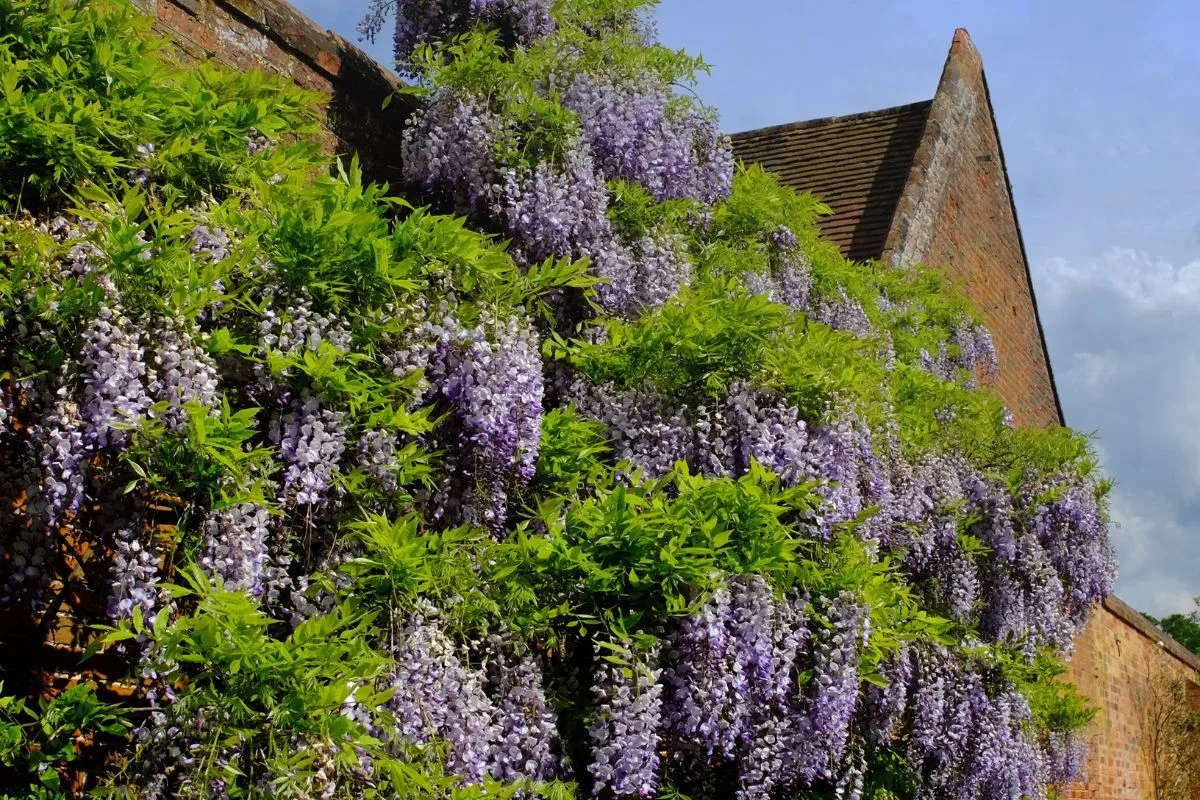 Glycine