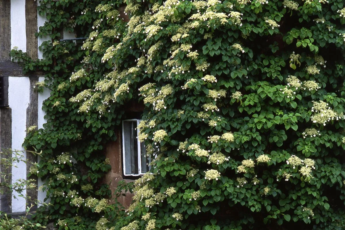 Hortensia Grimpant