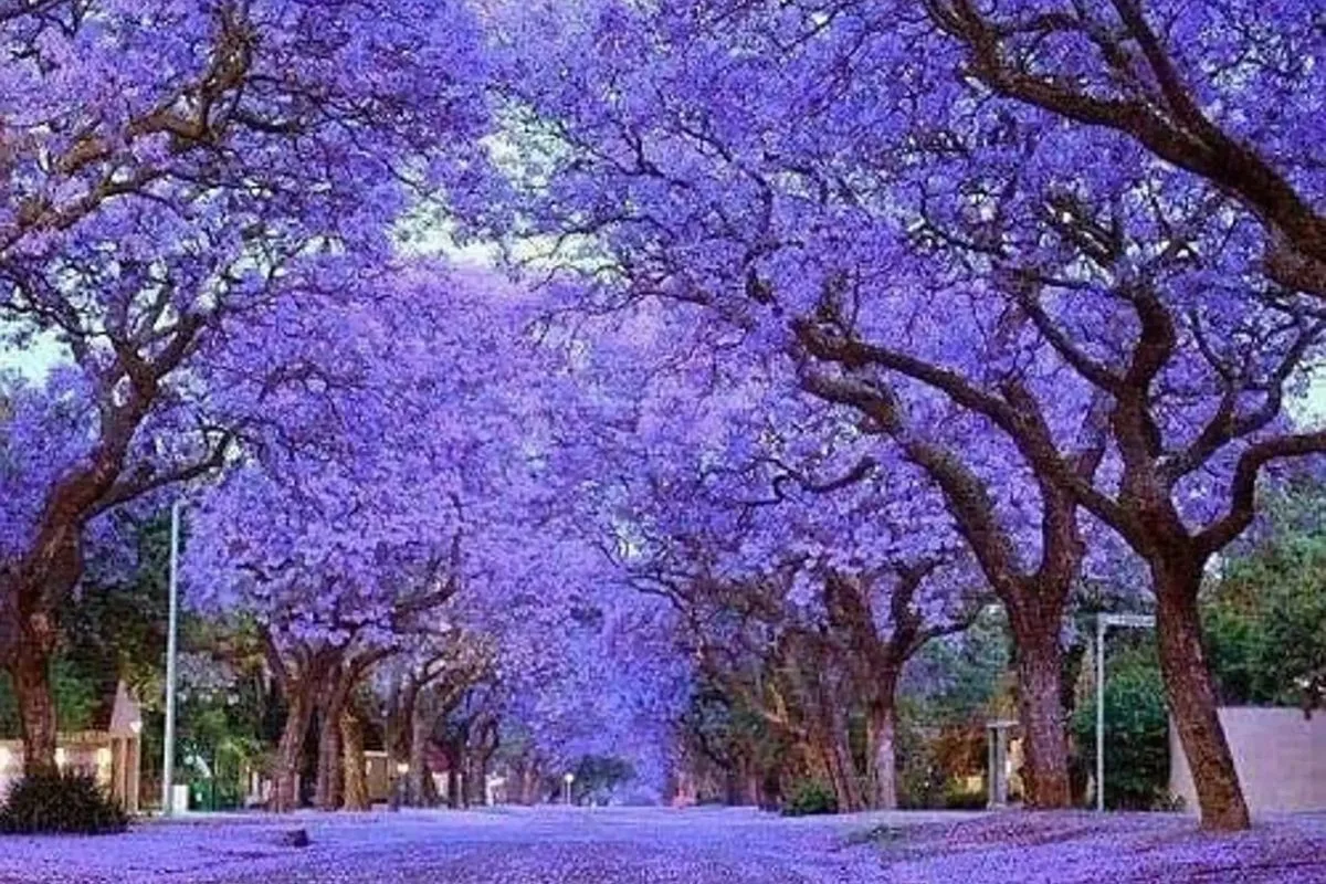 Le Paulownia Un « Arbre Magique » Qui S'installe En France