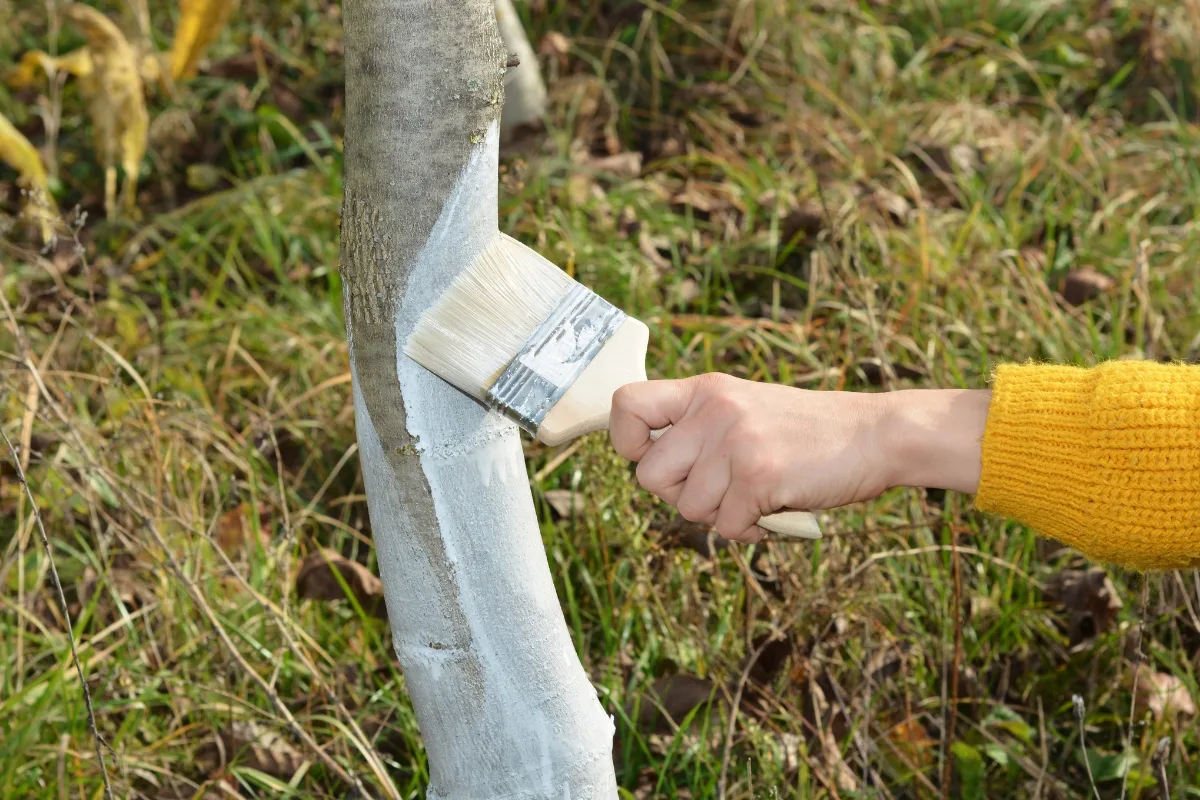 L’heure Du Chaulage A Sonné ! Est Ce Une Bonne Pratique Pour Votre Jardin