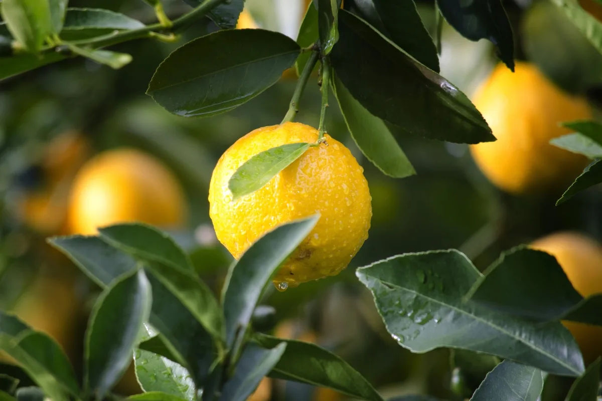 Fertiliser le citronnier