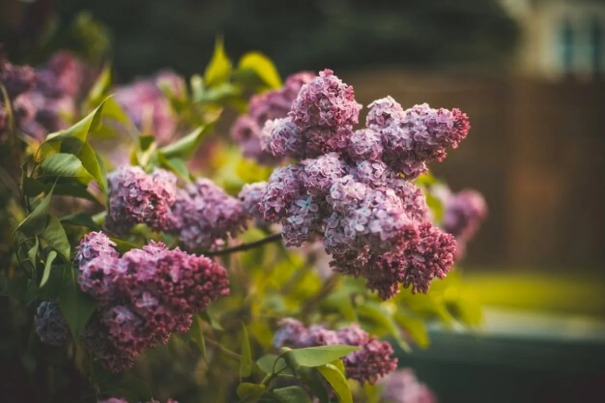 Novembre C'est Le Moment Idéal Pour Planter Cet Arbuste Qui Fera Sensation Au Printemps !