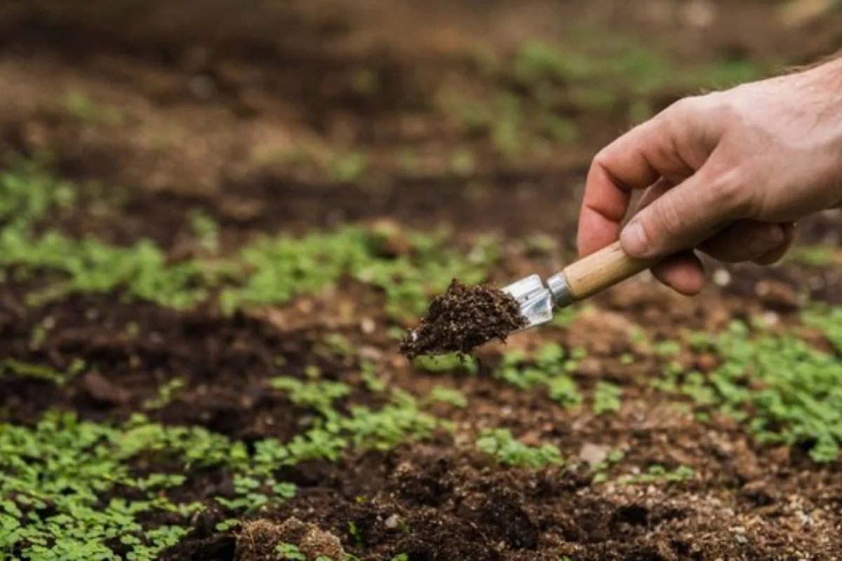 Novembre Est Là ! Il Est Temps De Fertiliser Vos Plantes