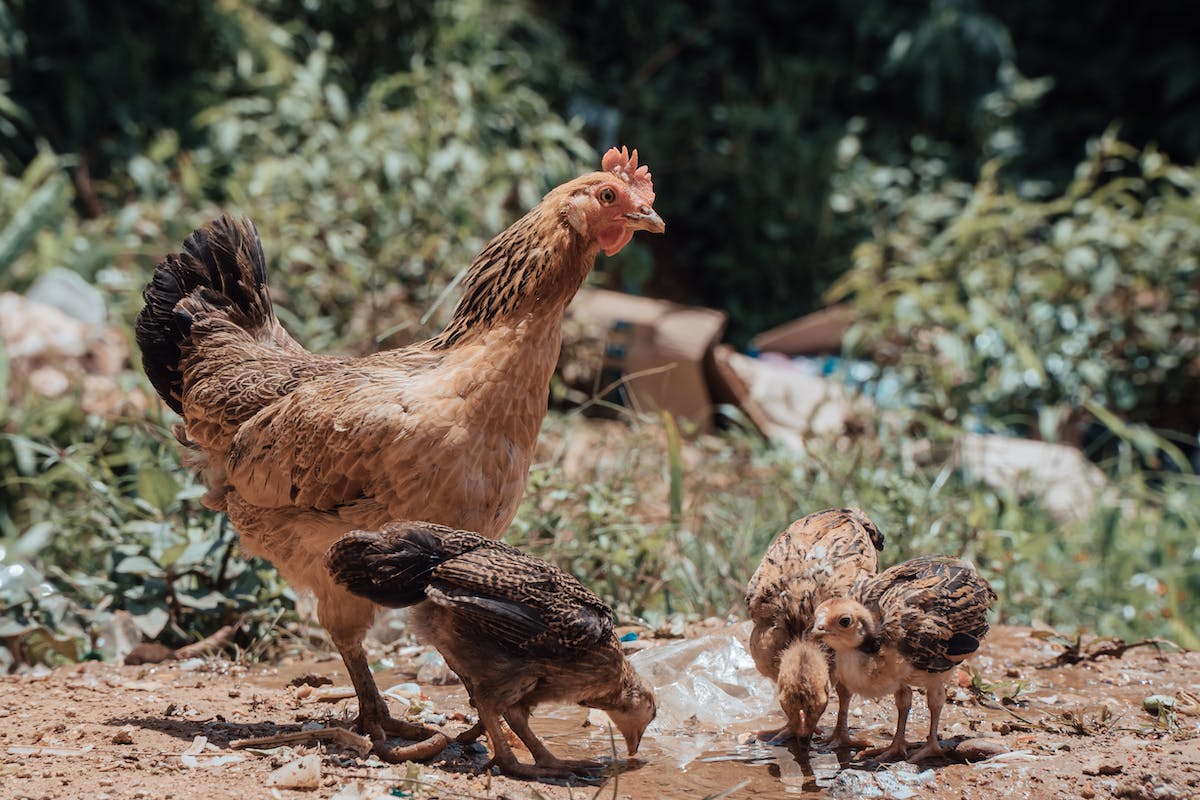 Poules 