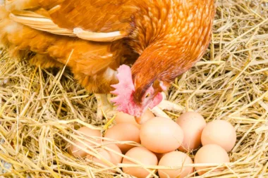 Poules Pondeuses Quel Est Le Secret D’une Ponte Abondante