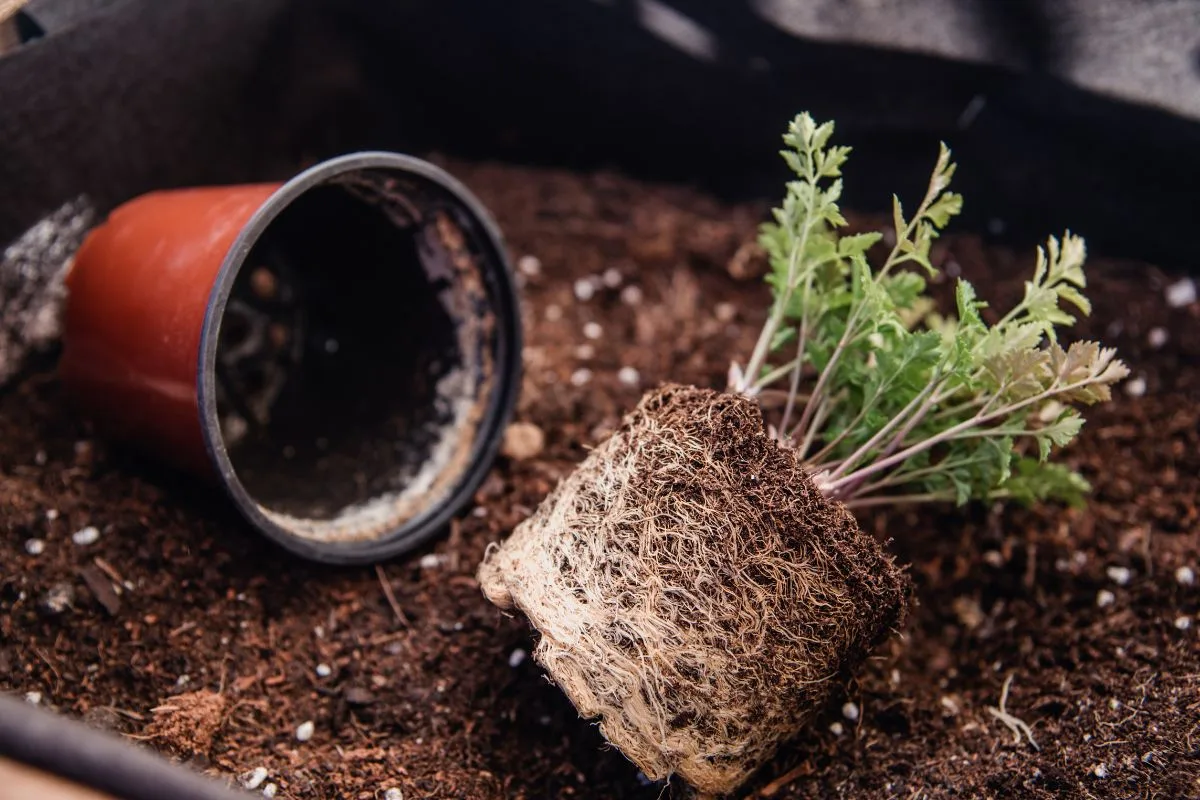 Rempotez Vos Plantes