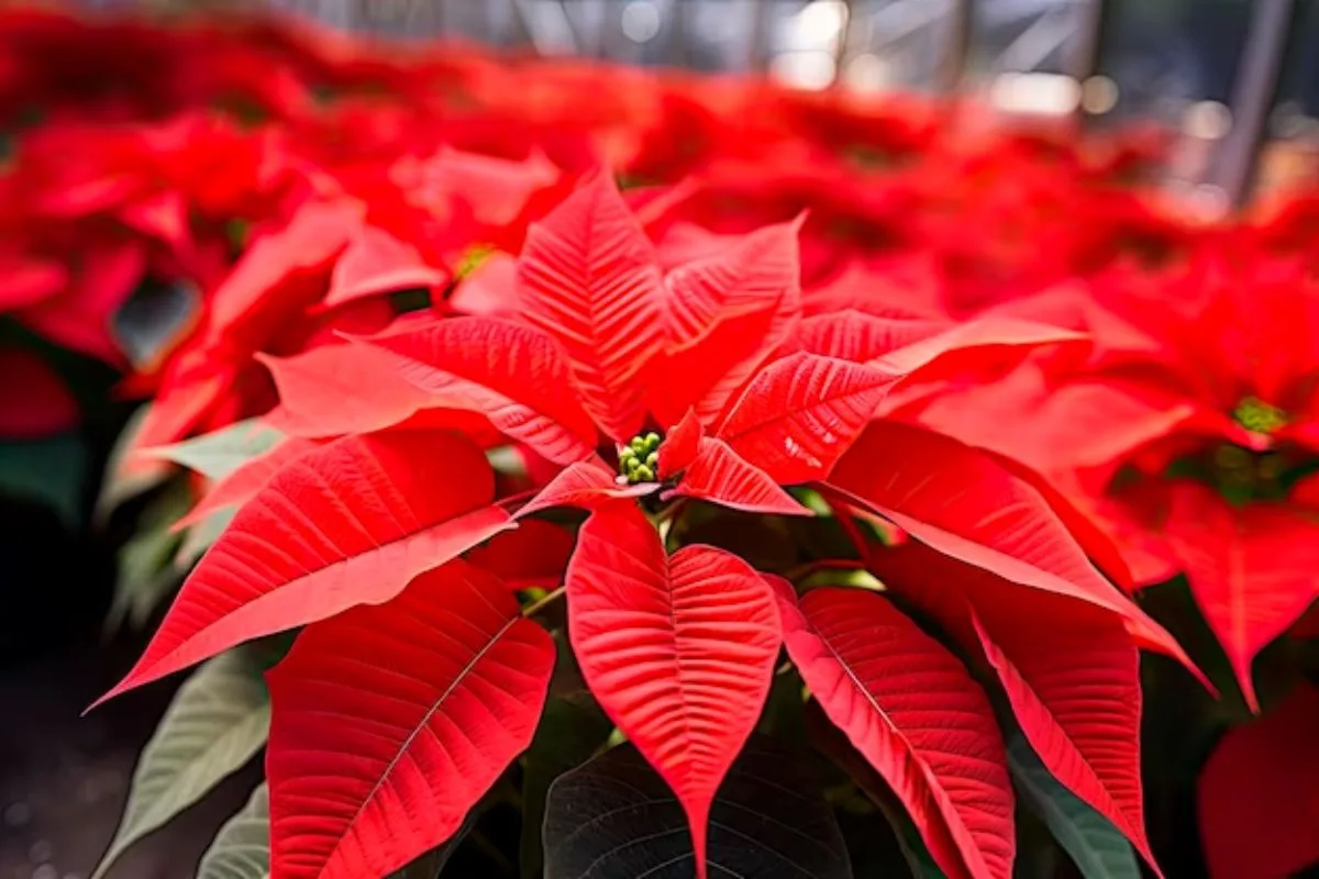 Rose De Noël Voici Comment Réussir Sa Culture Et Son Entretien !