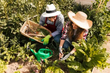 Rotation Des Cultures Le Secret Pour Des Sols Sains Et Des Récoltes Variées