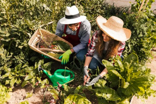 Rotation Des Cultures Le Secret Pour Des Sols Sains Et Des Récoltes Variées