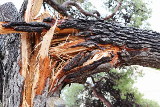 Tempête 7 Gestes Pour Remettre De L'ordre Dans Le Jardin