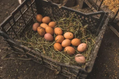 Vos Poules Ne Pondent Plus 6 Éventuelles Raisons Expliquant Cela !