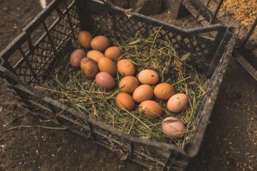 Vos Poules Ne Pondent Plus 6 Éventuelles Raisons Expliquant Cela !