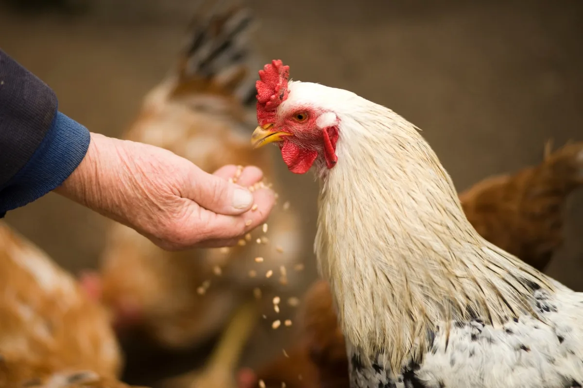 Alimentation Poule