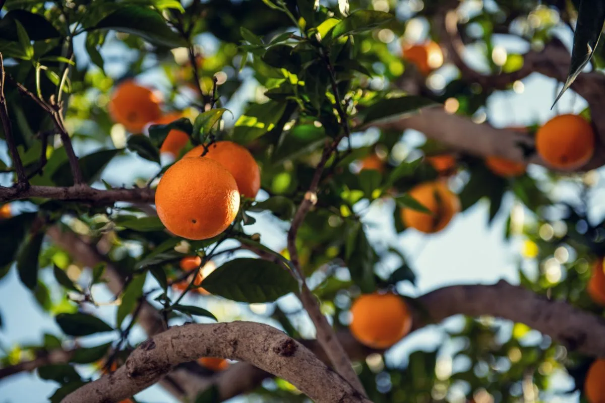 Arbre Fruitier