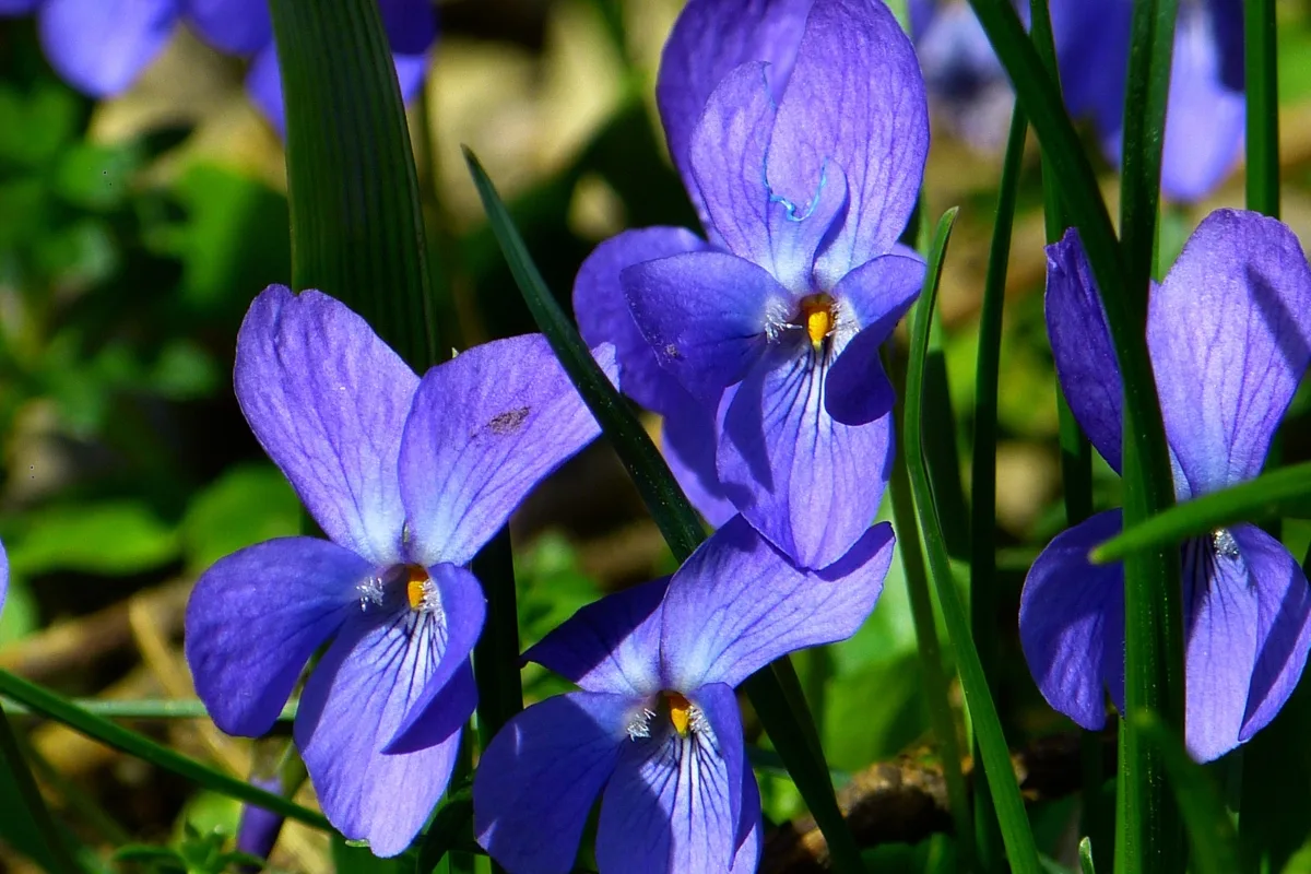 Violettes