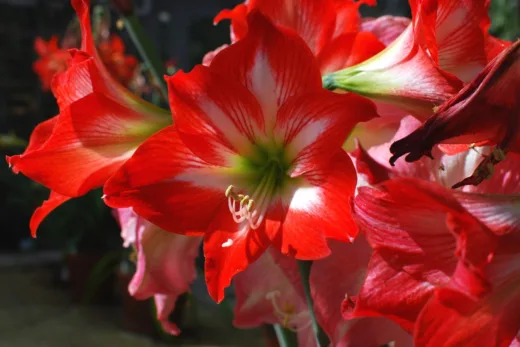 Amaryllis Faites La Fleurir Pour Noël !