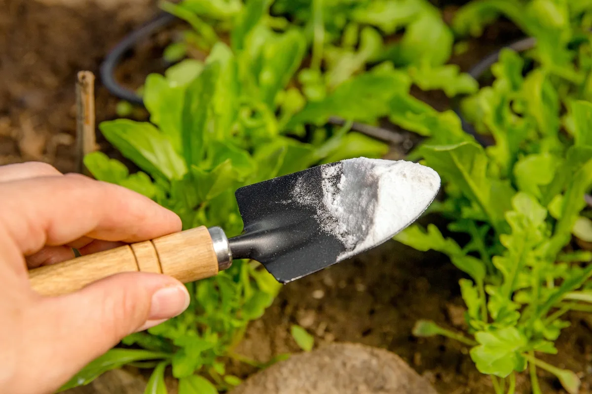 Bicarbonate De Soude Pourrait être Le Secret D'un Beau Jardin Fleuri !