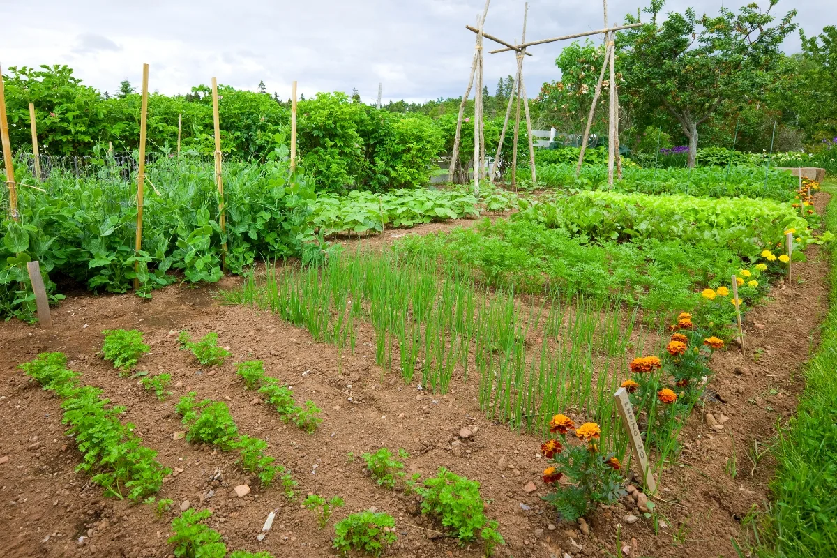 Bientôt 2024 ! Voici Comment Bien Préparer Votre Potager Pour La Nouvelle Année