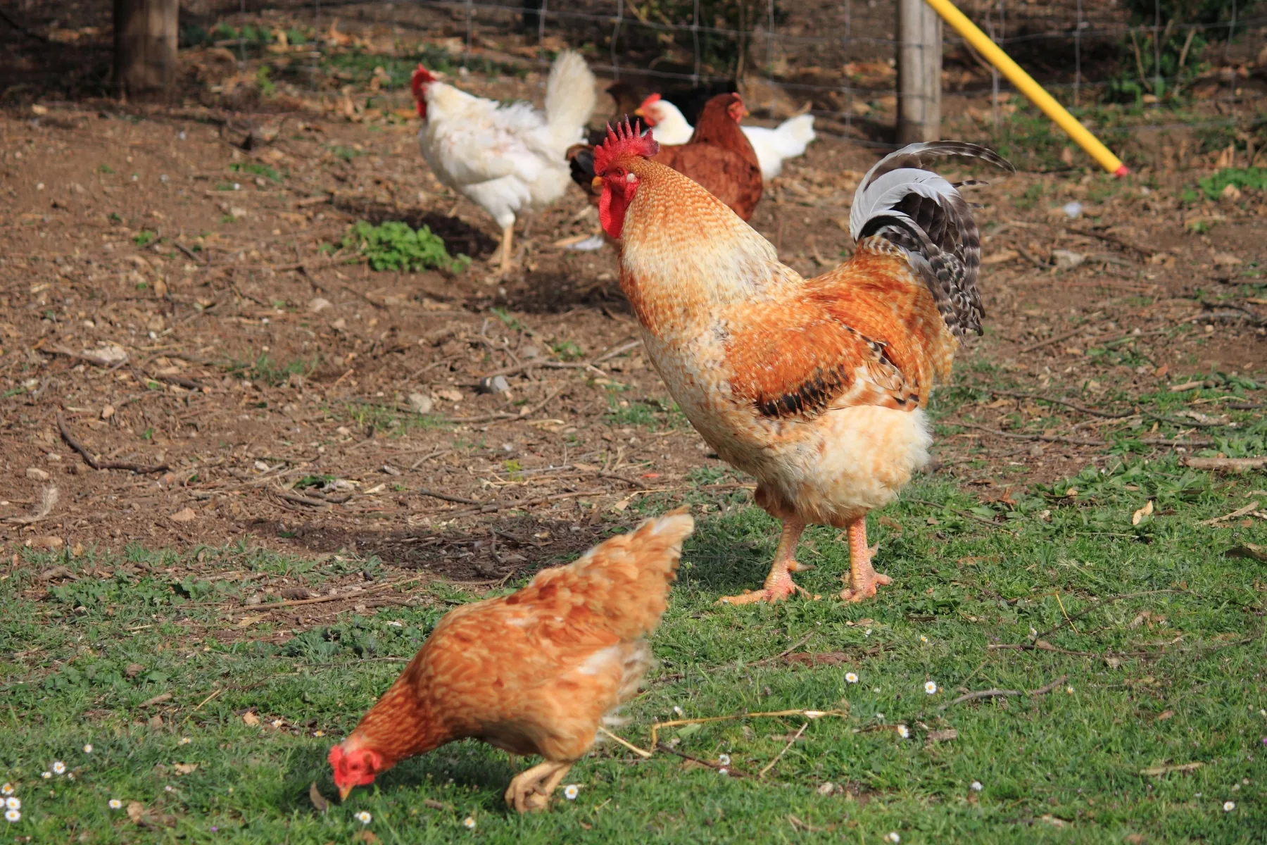 Comment Éloigner Les Renards Du Jardin Et Du Poulailler 5 Astuces Infaillibles À Tester Pour Mettre Fin Au Cauchemar