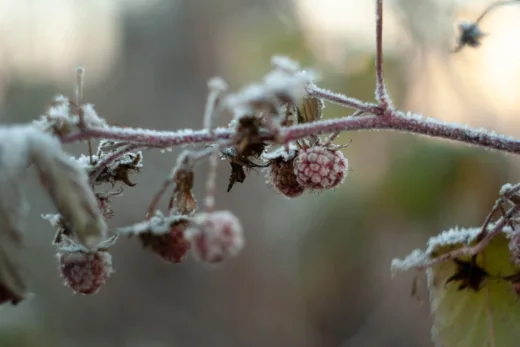 Comment Un Décembre Doux Peut Affecter Vos Plantes