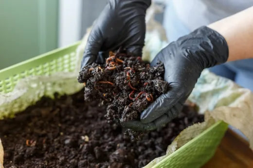 Découvrez Le Lombricompost, Une Technique 100 % Naturelle Pour Raviver Votre Potager Et Bien Le Fertiliser !