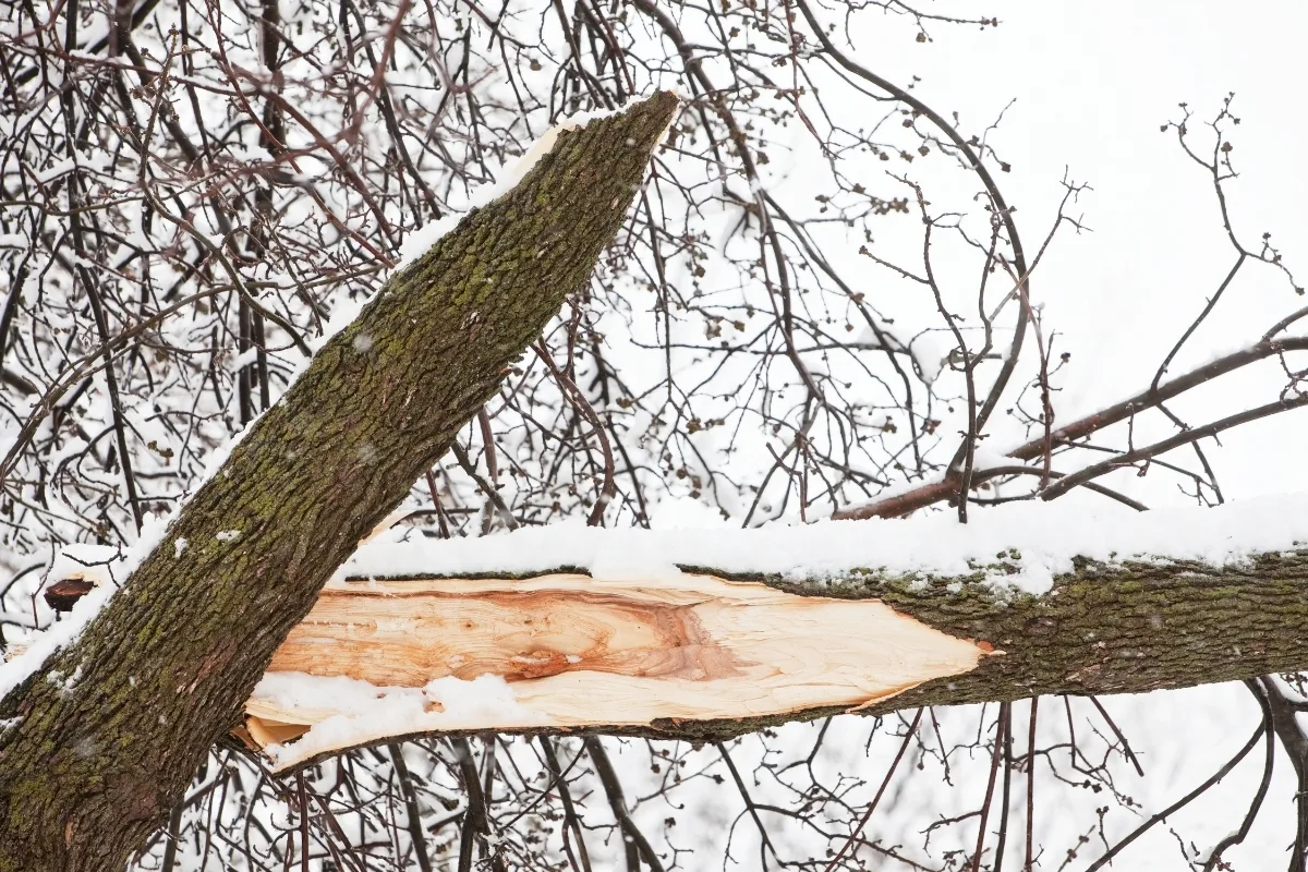 Est Il Possible De Soigner La Branche D'un Arbre Cassée