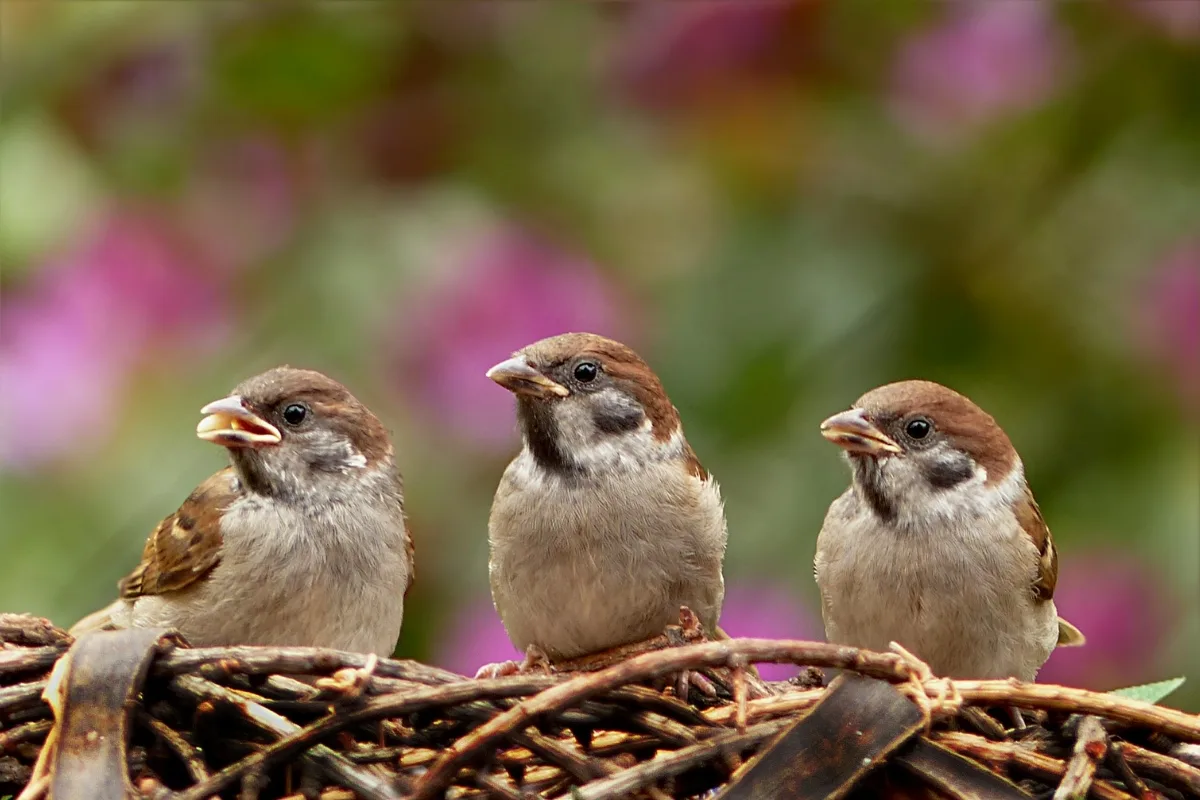 Et Si Le Marc De Café Était Aussi Bénéfique Pour Les Oiseaux