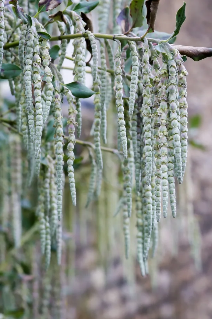 Garrya Elliptica