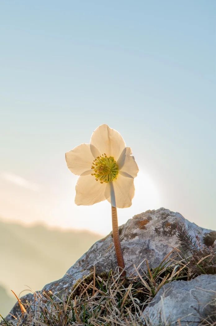 Helleborus