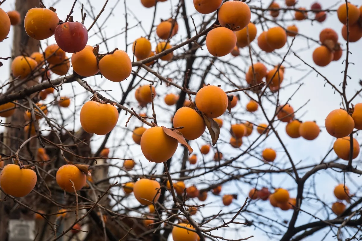 Kaki Pomme Un Arbre Ornemental Aux Délicieux Fruits Croquants