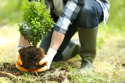 La Plantation D’arbres Ne S’arrête Pas En Décembre ! Voici La Liste De Notre Jardinier