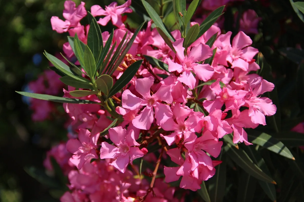 Lauriers Roses Ces Gestes Que Ma Grand Mère Fait Pour Lutter Contre Les Parasites Hivernaux !