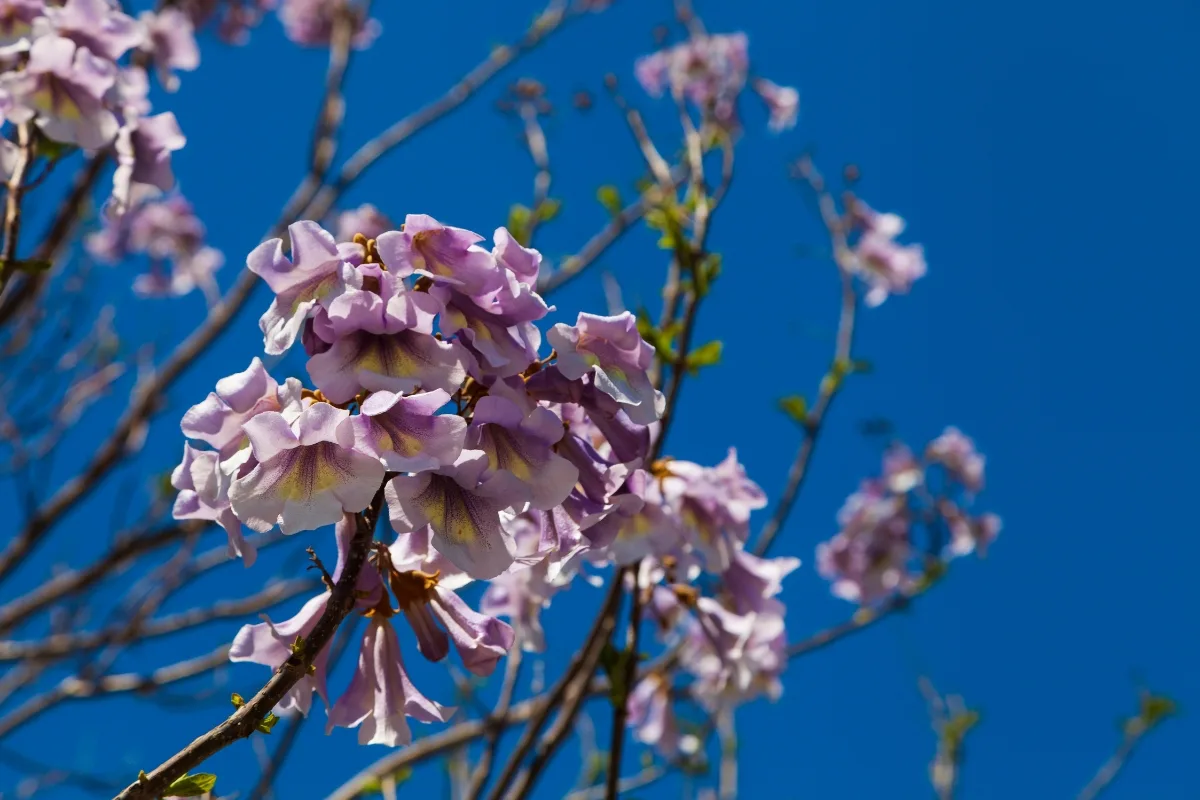 Paulownia Tomentosa Plus Que Quelques Jours Pour Le Planter !