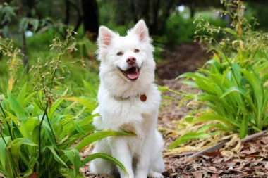 Quelle Est L'influence Des Animaux Domestiques Sur L'assurance Habitation