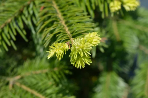 Sapin Nordmann Voici Pourquoi Il Est Le Choix Numéro Un !