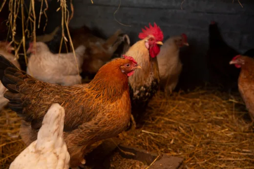 Un Poulailler Au Chaud Cet Hiver Pour Des Poules épanouies