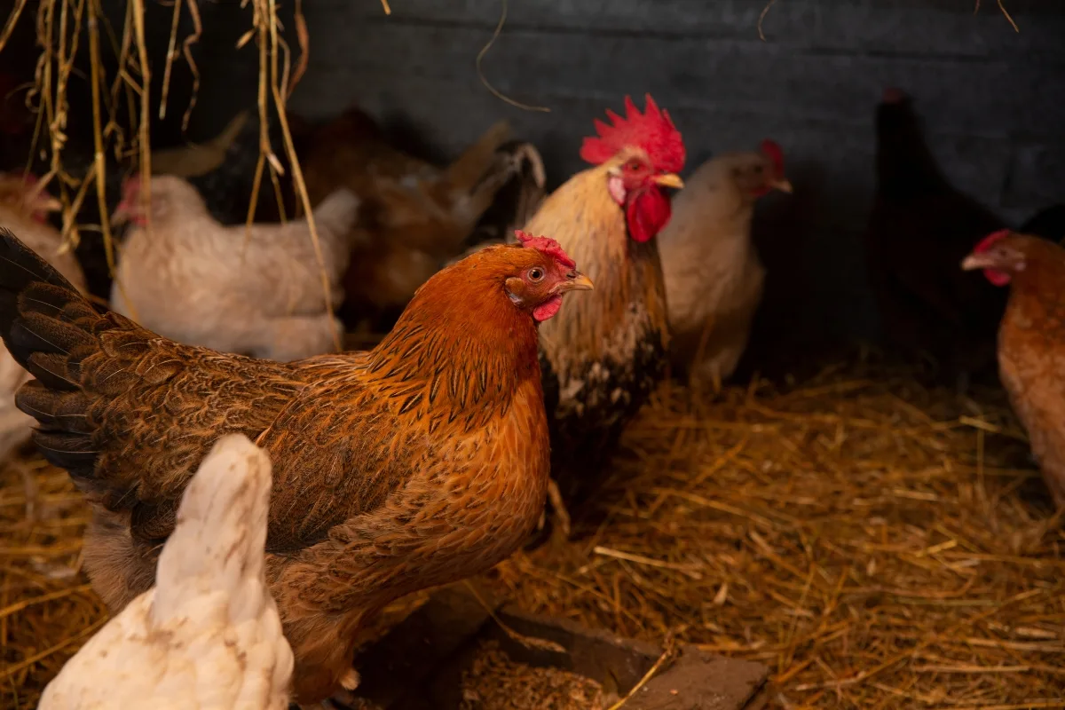 Un Poulailler Au Chaud Cet Hiver Pour Des Poules épanouies