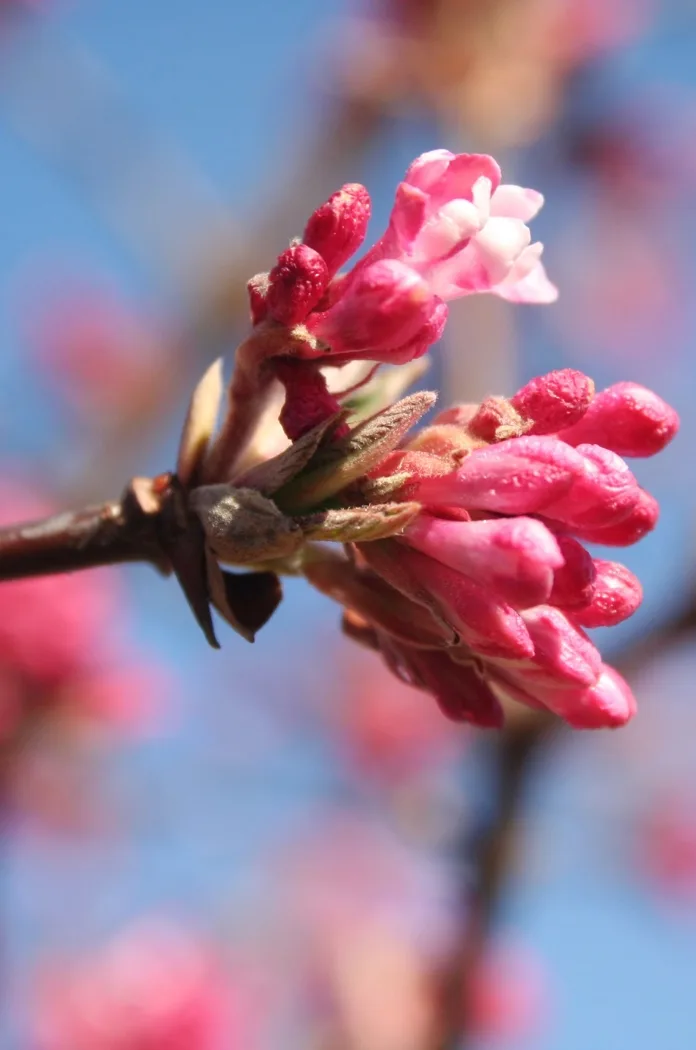 Viburnum Bodnantense