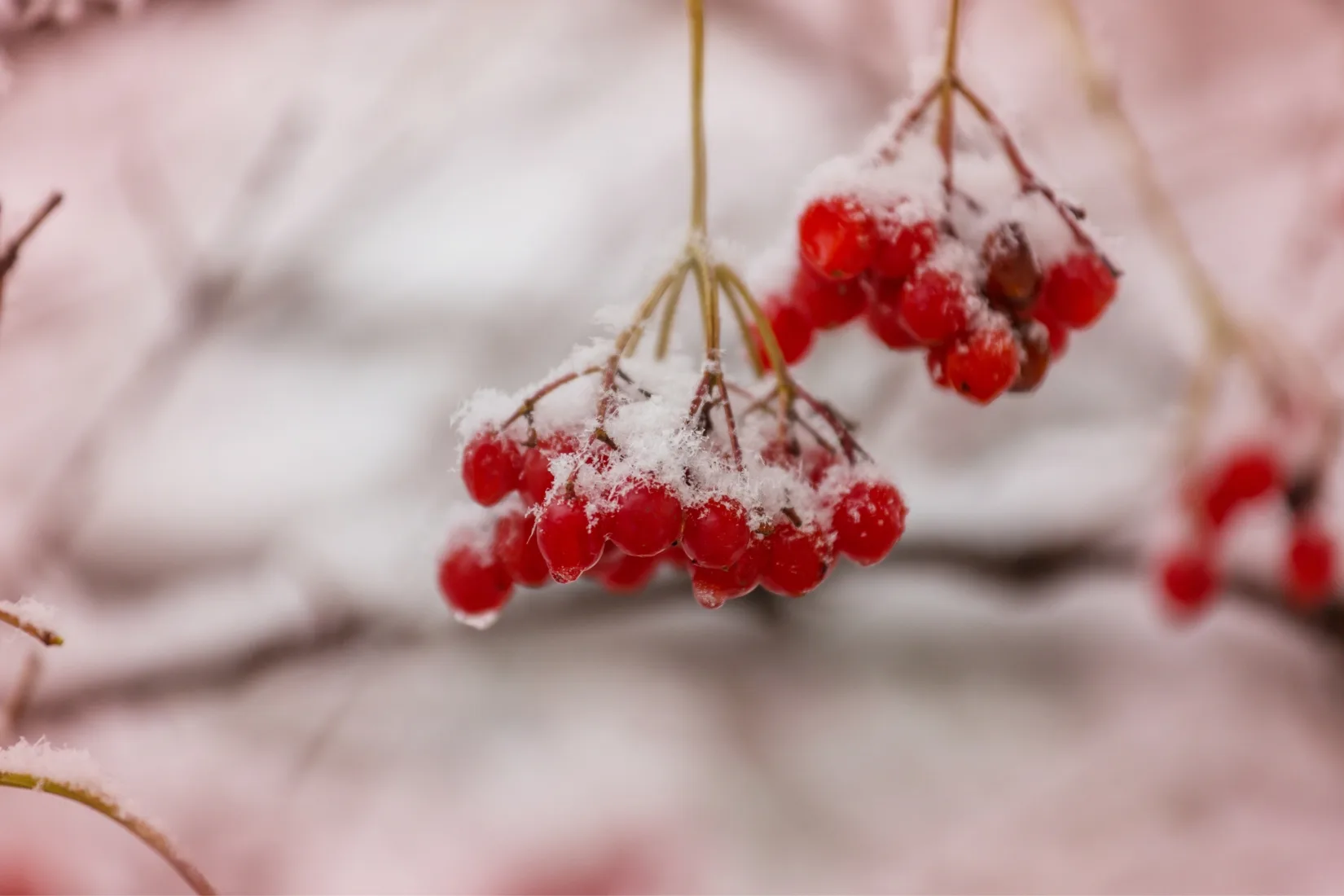 Vos Arbres Fruitiers Ont Besoin De Vous Cet Hiver !