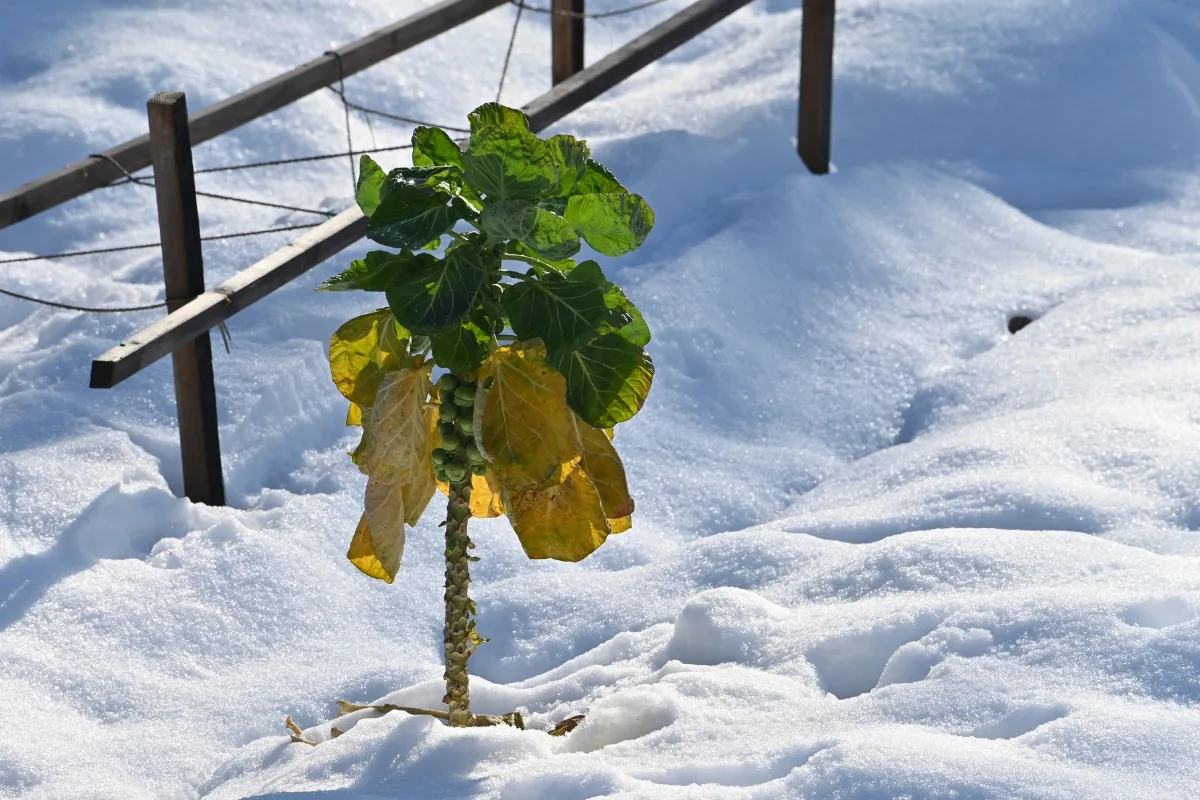 Votre Jardin Adore La Neige Contrairement À Ce Que Vous Pensez !