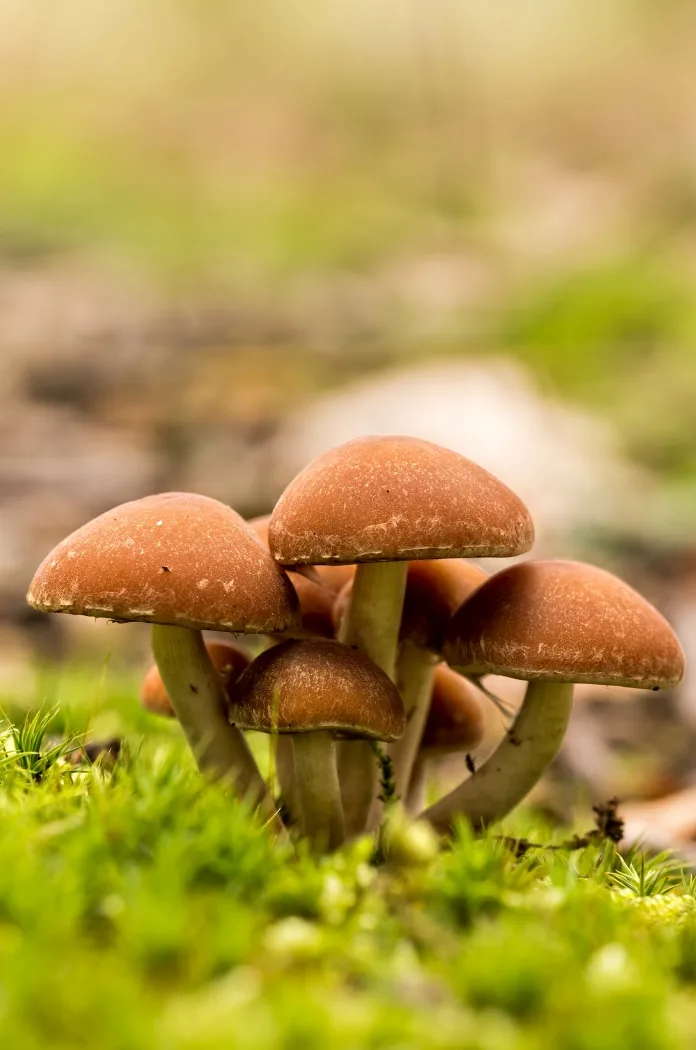 Champignons Engrais Naturel